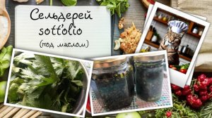 Сельдерей на зиму в технике sott'olio (под маслом)