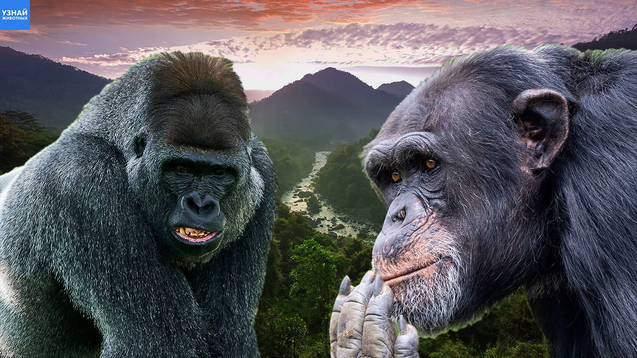 Шимпанзе против Горилл! Почему обезьяны начали нападать?