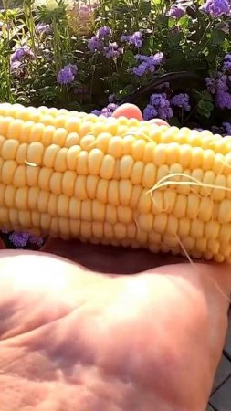 Выращивание кукурузы