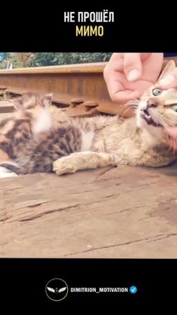 Спас котят в последние минуты #чудо