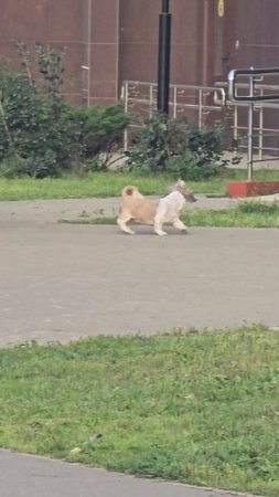 #собачки #reels #short #shorts #margo #shortvideo #shortsvideo #dog #digs #doglife #dogshort #dogvie