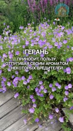 Просто, и красивый цветник