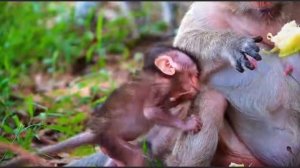 В поисках съедобного. Baby monkey Braxton. ... 1000023526.mp4