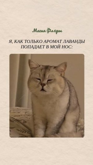 Лаванда содержит линалоол и линалилацетат – молекулы, которые обладают седативным действием