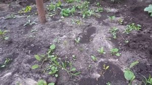 Чем занимались и что сделали 🙃? Правда на стол !!!🤩