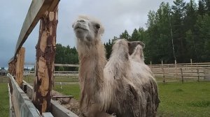 Экоферма "В гости к природе" в Удмуртии