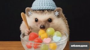 АСМР /ASMR /ЁЖИК ЕСТ ,ЖУЁТ , ЧАВКАЕТ  ХРУМКАЕТ 🥦🍌🍍🍎🍏🍉🍇🥨🍗🍟🍕🍿🍣🍢🍨#онлайн #лайк #ролики