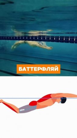 Работа мышц во всех 4-х стилях плавания🔥