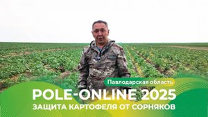 Как защитить картофель от сорняков? | Pole-Online 2025 #картофель #герицид