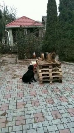 Афина и Гера