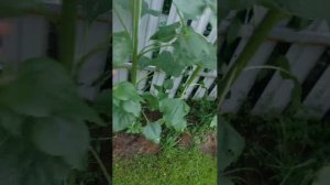 подсолнухи распустились