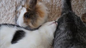 я и моя любовь к котам любите своих животных ведь для вас это систинка жизни п или них весь мир😊🐈
