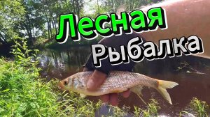 ЛЕС РЫБАЛКА РЫБА ПЛОТВА ЛЕЩ ЕЛЕЦ ВОЗДУХ ЯГОДА ЧЕРНИКА ЗЕМЛЯНИКА ГРИБЫ ПЕНИЕ ПТИЦ УКУСЫ КОМАРОВ