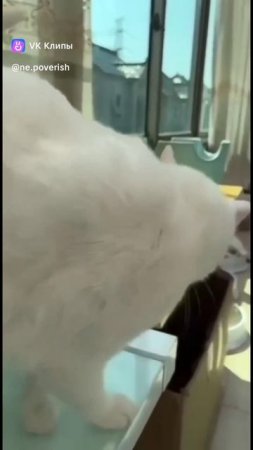 СЛОМАЛИ КОТА
