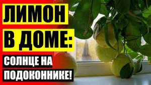 💯 МОЖЕТ ЛИ ПЛОДОНОСИТЬ ЛИМОН ВЫРАЩЕННЫЙ ИЗ КОСТОЧКИ БЕЗ ПРИВИВКИ В ДОМАШНИХ 💯 ВЫРАСТИТЬ КУСТ ЛИМО