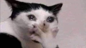 😺😹Милые усатые и пушистые — топовая нарезка смешных животных😸😹