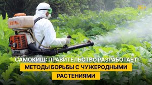 Самокиш: правительство разработает методы борьбы с чужеродными растениями