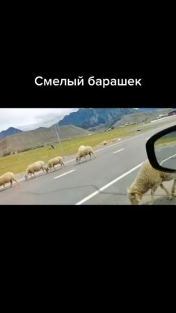 Смелый барашек на Алтае