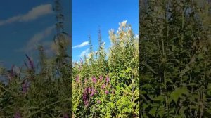 Плакун трава, собираю