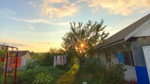 ЛЕТО ЖАРА ИЮЛЬ💚 НАРВАЛИ МНОГО АБРИКОС. ОГУРЦЫ ОЖИЛИ ПОСЛЕ СТРИЖКИ. ТИХАЯ ЖИЗНЬ В ДЕРЕВНЕ.