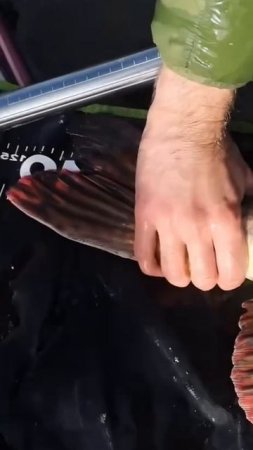 Мощная Щука Клюнула 🎣