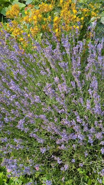 Лаванда - защитник мозга и психики смотреть онлайн