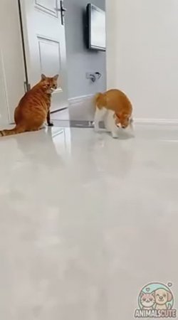 Сумасшедший кот  активирован  ⚡🐱💥