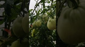 Помидоры на 20.07.25