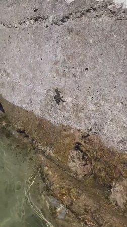 Крабы на волнорезе