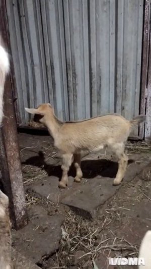Златка танцовщица