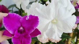 Цветение дендрофаленопсисов. Лето 2025.