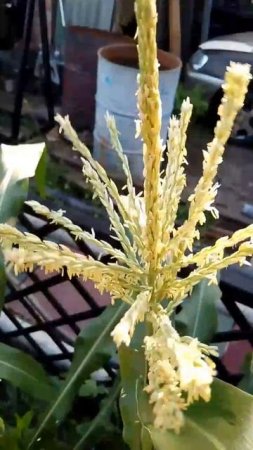 Кукуруза Лакомка 21.июля. 2025г. Small Garden's