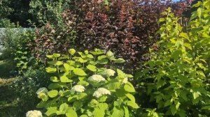 Мои цветы в начале июля 2025