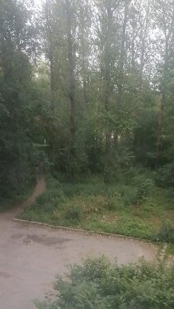 Бегут перед дождем