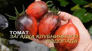 Томат ЗАГАДКА КЛУБНИЧНОГО ВОДОПАДА. Обзор сортов ТОМАТОВ!