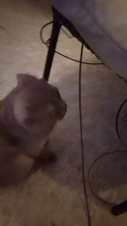 вот тот самый кот певец!