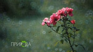 Роза, Rose