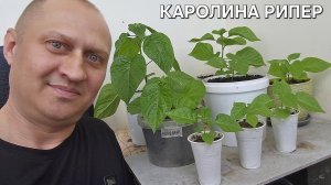VLOG' КАК ПРАВИЛЬНО ПЕРЕСАДИТЬ КАРОЛИНСКОГО ЖНЕЦА