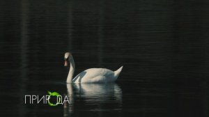 Лебедь-шипун, Cygnus olor