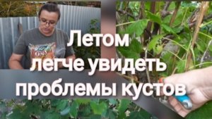 Летняя санитарная обрезка чёрной смородины и уход после плодоношения