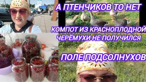 А ПТЕНЧИКОВ ТО НЕТ. НЕСКОЛЬКО ДНЕЙ. КОМПОТ ИЗ ЧЕРЁМУХИ НЕ УДАЛСЯ