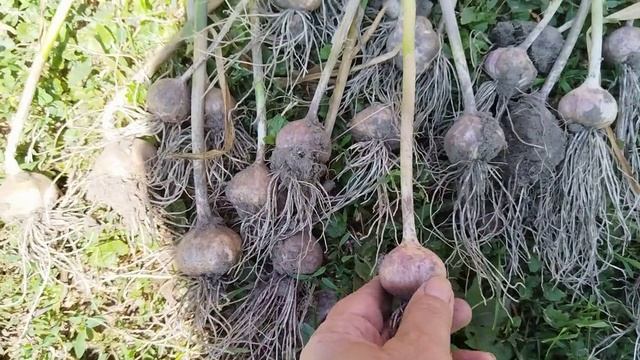 Уборка чеснока. Такого не ожидала. Для меня был шок.