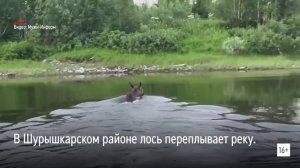 В Шурышкарском районе лось переплывает реку