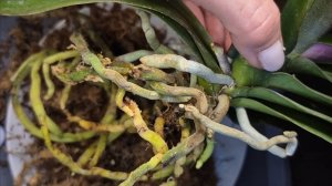 Пересадка орхидей из второй посылки из ОрхоРай 2часть