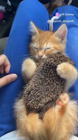 Ежик и котик