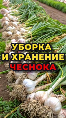 🔥🧄Верные приметы что чеснок ГОТОВ К УБОРКЕ🧄🔥