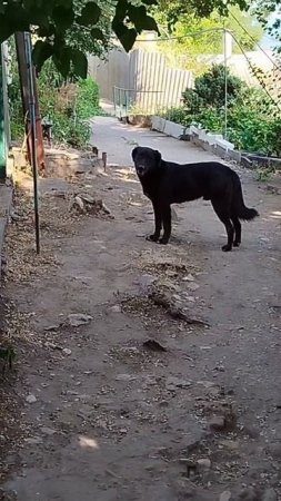 стая собак приходит к доброй женщине