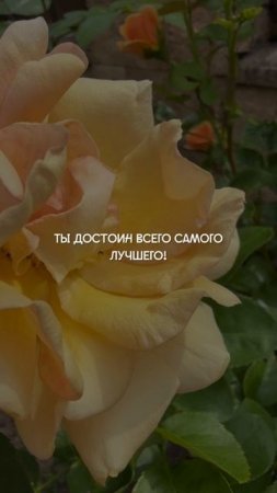 ПОЛЮБИТЬ СЕБЯ или ВЛЮБИТЬСЯ❓
