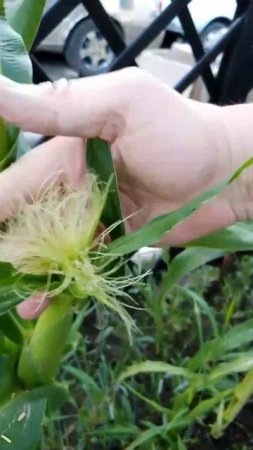Кукуруза Лакомка состояние на  21.07.2025г.  Small Garden's