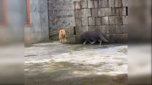Самые прикольные и веселые котики.